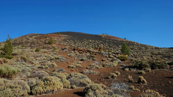 Őshonos Növényzet Teide Nemzeti Park Szokatlan Táj Montana Szamara Kilátással — Stock Fotó