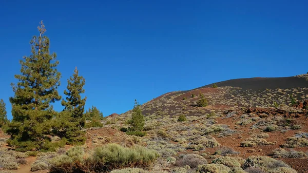 Vegetación Endémica Parque Nacional Del Teide Inusual Paisaje Montana Samara — Foto de Stock