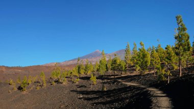 Montana Samara, volkanik manzara açık çam ormanı veya corona Teide Milli parkta forestal Pico del Teide ve Pico Viejo, Tenerife, İspanya doğru geniş manzaralı yakın yol 