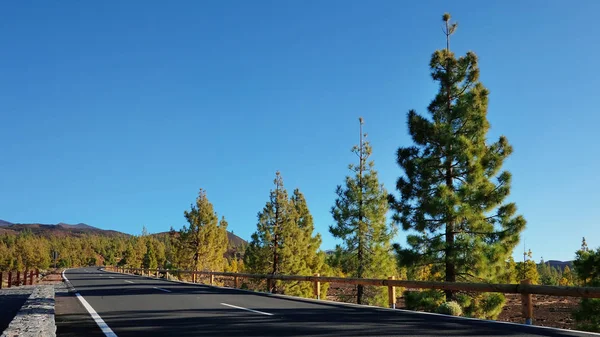 Empty Road Volcanic Landscape Montana Samara Close Open Pine Forest — Stock Photo, Image