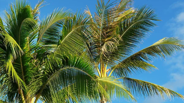 Zbliżenie Kilka Palm Kokosowych Przeciw Błękitne Niebo Podróż Przeznaczenia Pojęć — Zdjęcie stockowe