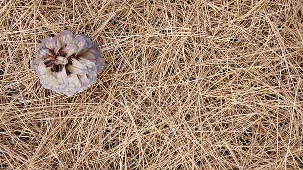 Fondo Natural Agujas Pino Seco Pinus Canariensis Suelo Único Cono — Foto de Stock