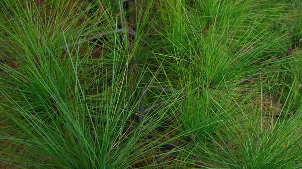 Blízko Jehličí Kanárského Borovicového Stromu Známého Také Jako Pinus Canariensis — Stock fotografie