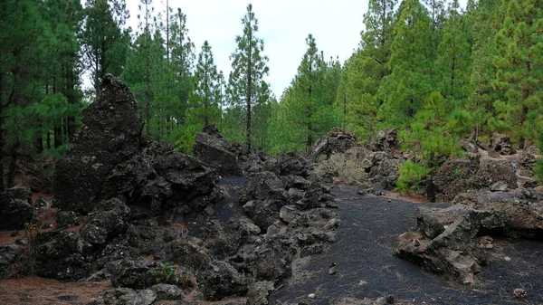 Vulkanpfad Durch Die Raue Trockene Landschaft Des Speziellen Naturreservats Chinyero — Stockfoto