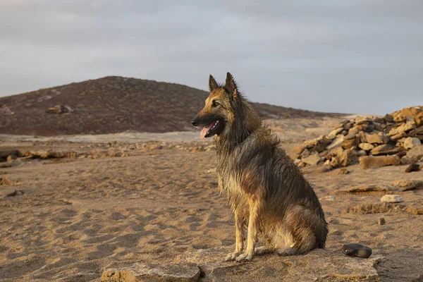 稳重的比利时牧羊犬雌性Tervuren品种耐心地坐在岩石上 在沙滩上玩完 在海洋中畅游 可爱的家谱狗或宠物与健康 积极的生活方式 — 图库照片