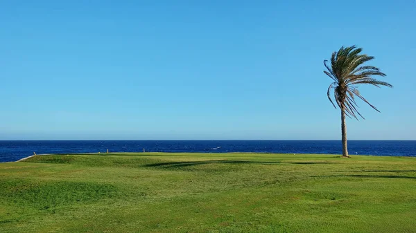 Hermosa Pista Golf Tropical Borde Del Océano Atlántico Con Palmeras — Foto de Stock