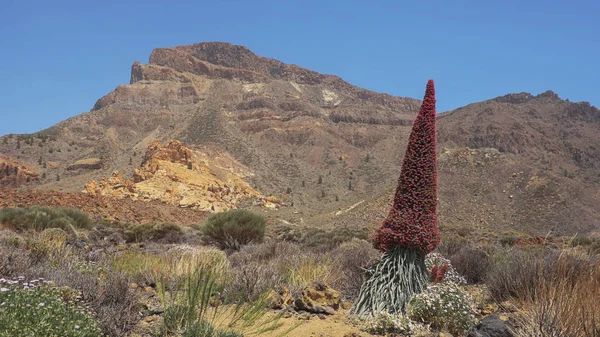 Echium wildpretii also known as Tajinaste rojo flower, protected endemic biennial plant growing at high altitude in Teide National Park, on the path to Alto de Guajara, Tenerife, Canary Islands, Spain