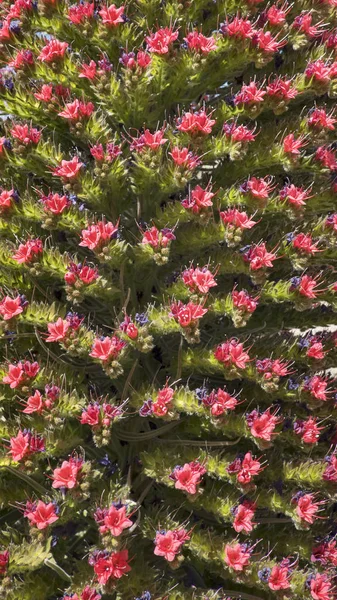 Gros Plan Sur Inflorescence Echium Wildpretii Également Connue Sous Nom — Photo