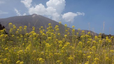 Descurainia bourgaeana olarak bilinen hierba pajonera veya flixweed çerçeveleme Pico del Teide Las Canadas del Teide veya Teide Milli Parkı, Tenerife yüksek irtifa alanları için endemik çiçekli bir bitki