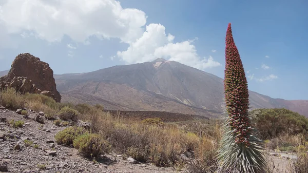 Paisaje Del Parque Nacional Del Teide Con Volcán Pico Del —  Fotos de Stock