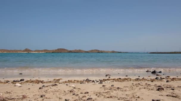 プレヤデラコンチャ ロボス島 熱帯のビーチは フエルテベントゥラ島 カナリア諸島 スペインの北に位置する小さな島 ロボス島の無人オアシス島でリラックスしたり泳いだりするのに理想的です — ストック動画