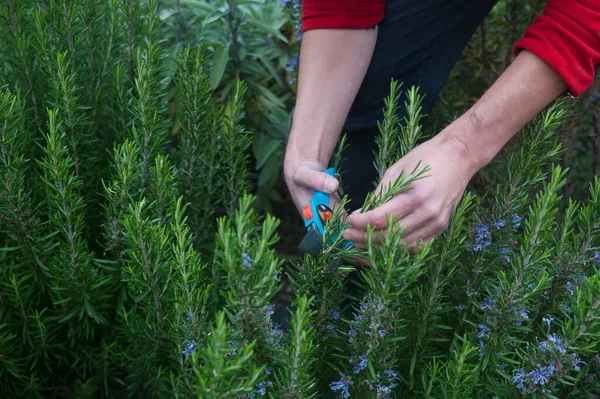 Caucasian man picking up rosemary in the garden. Young gardener trimming and cultivating aromatic herbs for medical or for culinary purposes, part of a healthy, self sufficient and organic farming.