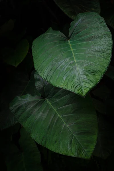 Nagy Taro Vagy Colocasia Esculenta Zöld Buja Levelei Miatt Dísznövényként — Stock Fotó