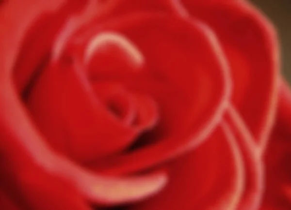 Bokeh effect with copy space of a beautiful red rose, symbol of romance and love. Close-up of blurred rose background with red hues.