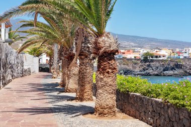 Küçük Alcala kasabasını limana bağlayan boş bir patika, bir tarafında taş bir duvarla korunan plajlar ve oteller, diğer tarafında Tenerife, Kanarya Adaları, İspanya 'da büyük palmiyeler var.