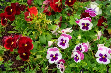 Canlı rengarenk bahçe menekşeleri, neşe dolu çiçekler çeşitli Melanium türlerinin melezleştirilmesinden, özellikle Viola 'nın üç renkli renginin, görsel olarak hoş renkleri ve kadife görünümleriyle büyümesinden kaynaklanıyor.