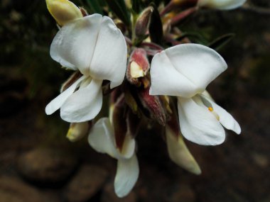 Beautiful white flowers of Spartocytisus supranubius, high mountain species commonly known as Retama del Teide, found in Teide National Park at high altitude, in Tenerife, Canary Islands, Spain clipart