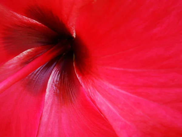 Gros Plan Perspective Horizontale Une Fleur Hibiscus Plante Ornementale Très — Photo