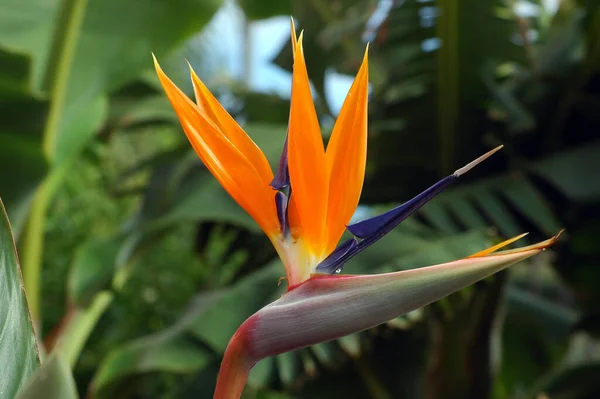 Strelitzia Strelitzia Reginae Επίσης Γνωστή Πουλί Του Παραδείσου Λουλούδι Ανθισμένα — Φωτογραφία Αρχείου