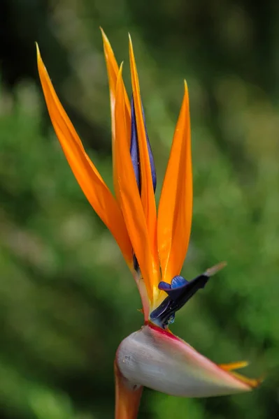 Strelitzia Strelitzia Reginae Επίσης Γνωστή Πουλί Του Παραδείσου Λουλούδι Ανθισμένα — Φωτογραφία Αρχείου