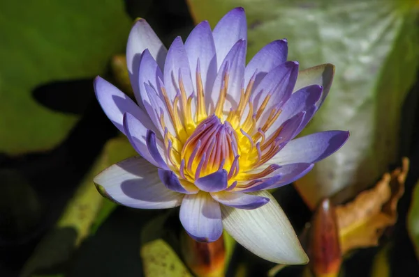 Exotic Blue Lotus Flower Egyptian Water Lily Known Also Its — Stock Photo, Image