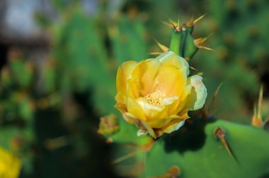 Parlak ve narin sarı Opuntia incir-indika çiçeği, genellikle dikenli armut kaktüsü olarak adlandırılır, sulu meyveleri için yetiştirilmiş evcil bitki, yaz güneşinin altında seçici bir odak ile