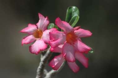 Adenyum Obesum, güzel tropikal sulu çalı çöl gülü ya da Impala zambağı olarak da bilinir, çarpıcı renkli çiçekler, dayanıklılık ve bonsai olarak saksıda saklanma yeteneği için yetiştirilir.