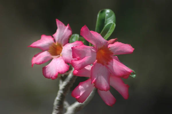 Adenium Obesum Belo Arbusto Tropical Suculento Também Conhecido Como Rosa — Fotografia de Stock