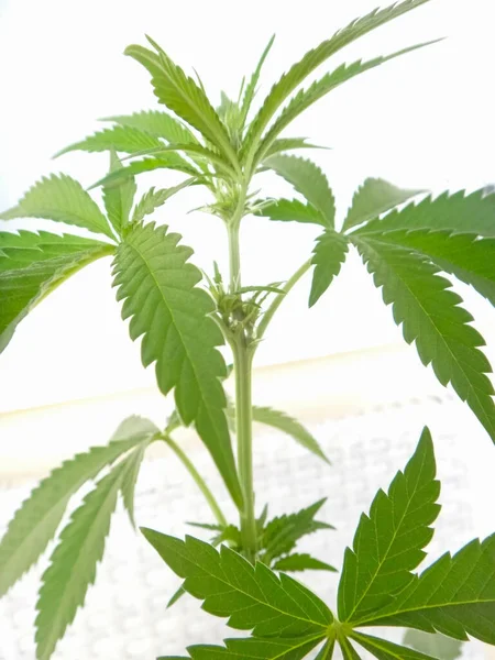 Jovem Planta Cannabis Também Conhecida Como Maconha Grama Erva Daninha — Fotografia de Stock