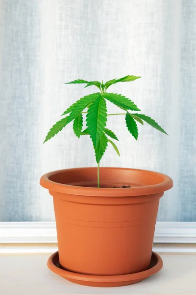 Jovem Planta Cannabis Feminina Também Conhecida Como Marijuana Erva Erva — Fotografia de Stock