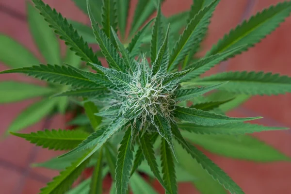 Close Planta Cannabis Feminina Crescimento Também Conhecida Como Planta Maconha — Fotografia de Stock