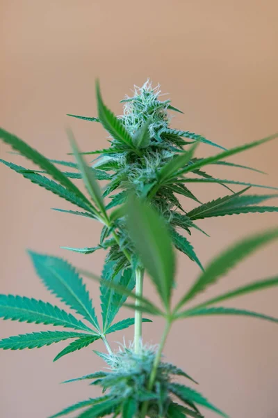 Planta Cannabis Feminina Também Conhecida Como Marijuana Erva Erva Daninha — Fotografia de Stock