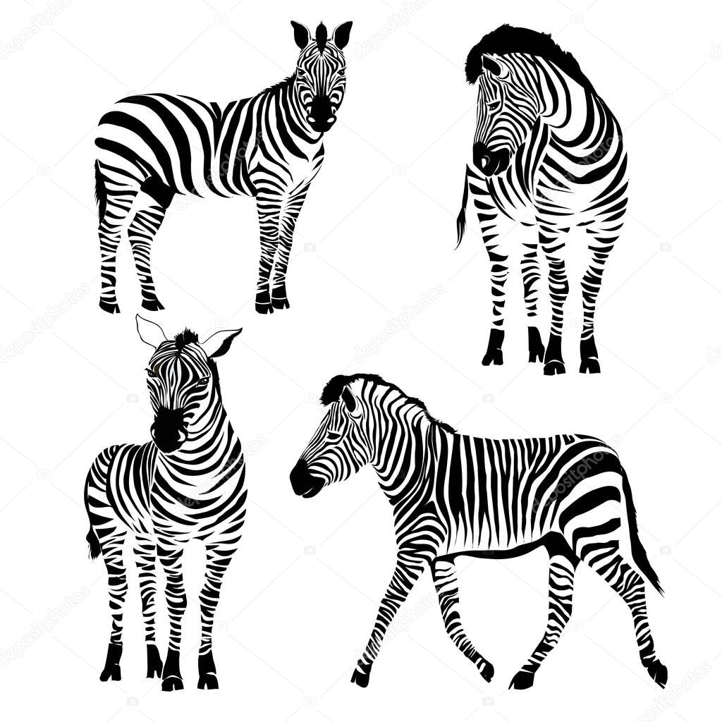 Logo with the head of a zebra. Flat zebra portrait for card, placard, invitation, book, poster, note book, sketch book.
