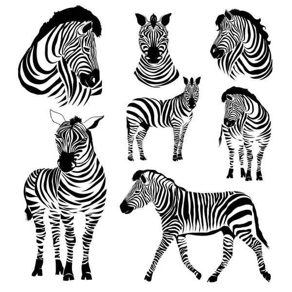 Logo Head Zebra — Stock Vector