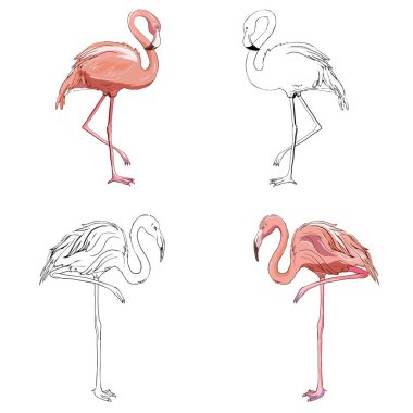 Flamingo illüstrasyon, flamingo vektör ayarla.