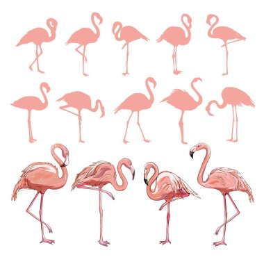Flamingo illüstrasyon, flamingo vektör ayarla.