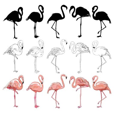 Flamingo illüstrasyon, flamingo vektör ayarla.