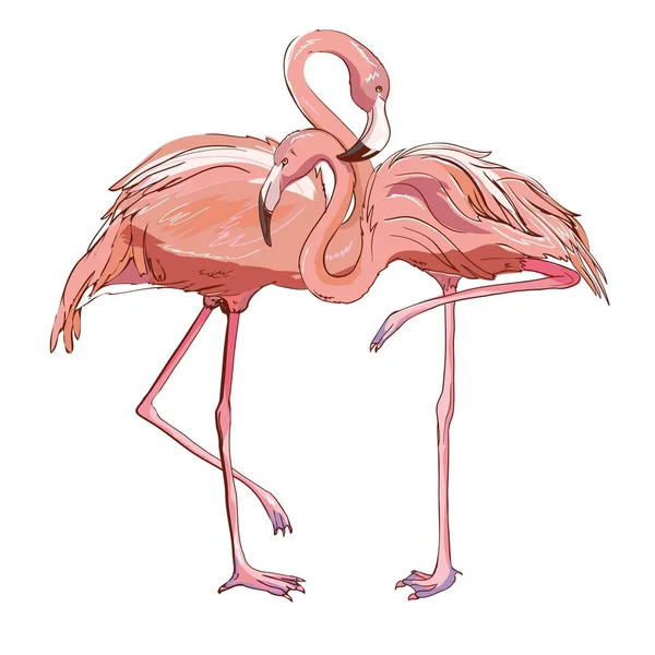 Ilustração vetorial flamingo rosa isolada sobre fundo branco. — Vetor de Stock