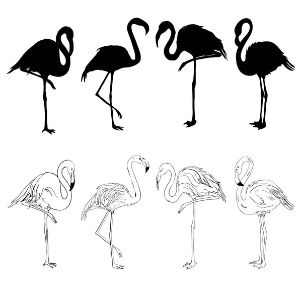 Flamingo Illustration, Flamingo Set Vektor — Stockvektor