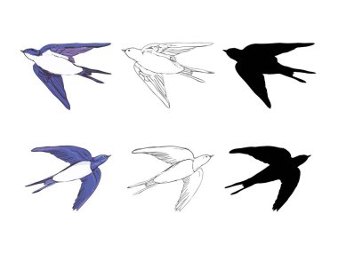 swallow simgeler kümesi. Poster, tişört tasarım öğeleri. Vektör çizim.