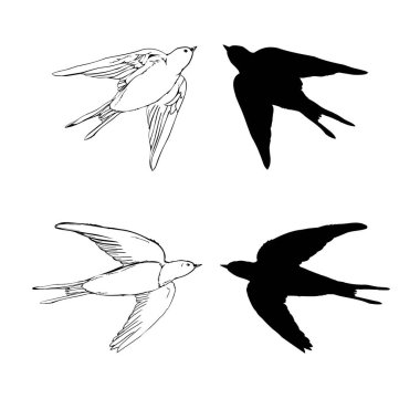 swallow simgeler kümesi. Poster, tişört tasarım öğeleri. Vektör çizim.
