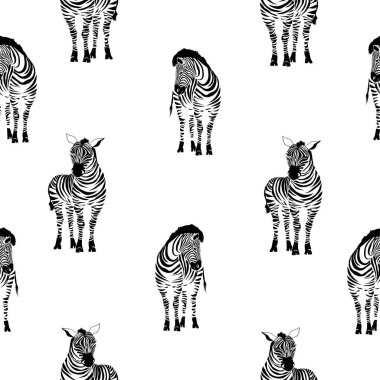 Zebra desen, illüstrasyon, hayvan.