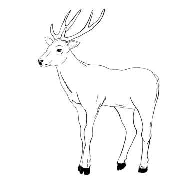 geyiği siluet ve kroki, vektör, illüstrasyon, hayvanlar, beyaz zemin üzerine, hayvanların Image ayarla