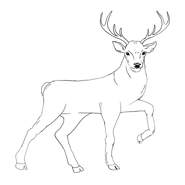 Deer Silhouette Sketch Vector Illustration Animals White Background — Stock Vector