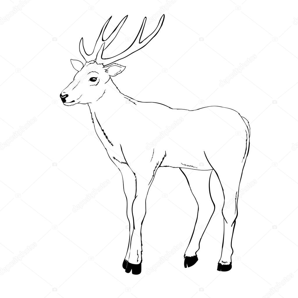 Vettoriale stockSagoma Schizzo Cervo Vettore Illustrazione Animali  Ambientato Sfondo Bianco Immagine di ©89534886399@mail.ru #211453512, image size:1024x1024