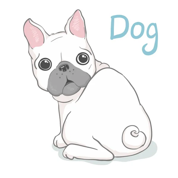 Tête de bulldog française isolée sur fond blanc. Illustration vectorielle — Photo