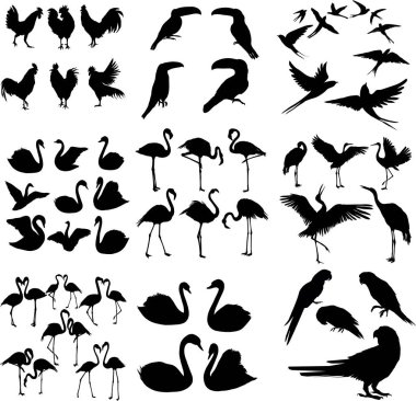 Beyaz arkaplanda izole edilmiş çeşitli kuş vektör siluetleri