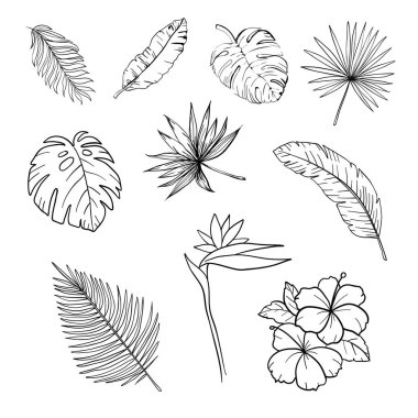 Siyah ve beyaz el çizilmiş tropikal yapraklar ve çiçekler izole vektör çizimi oluşturdu