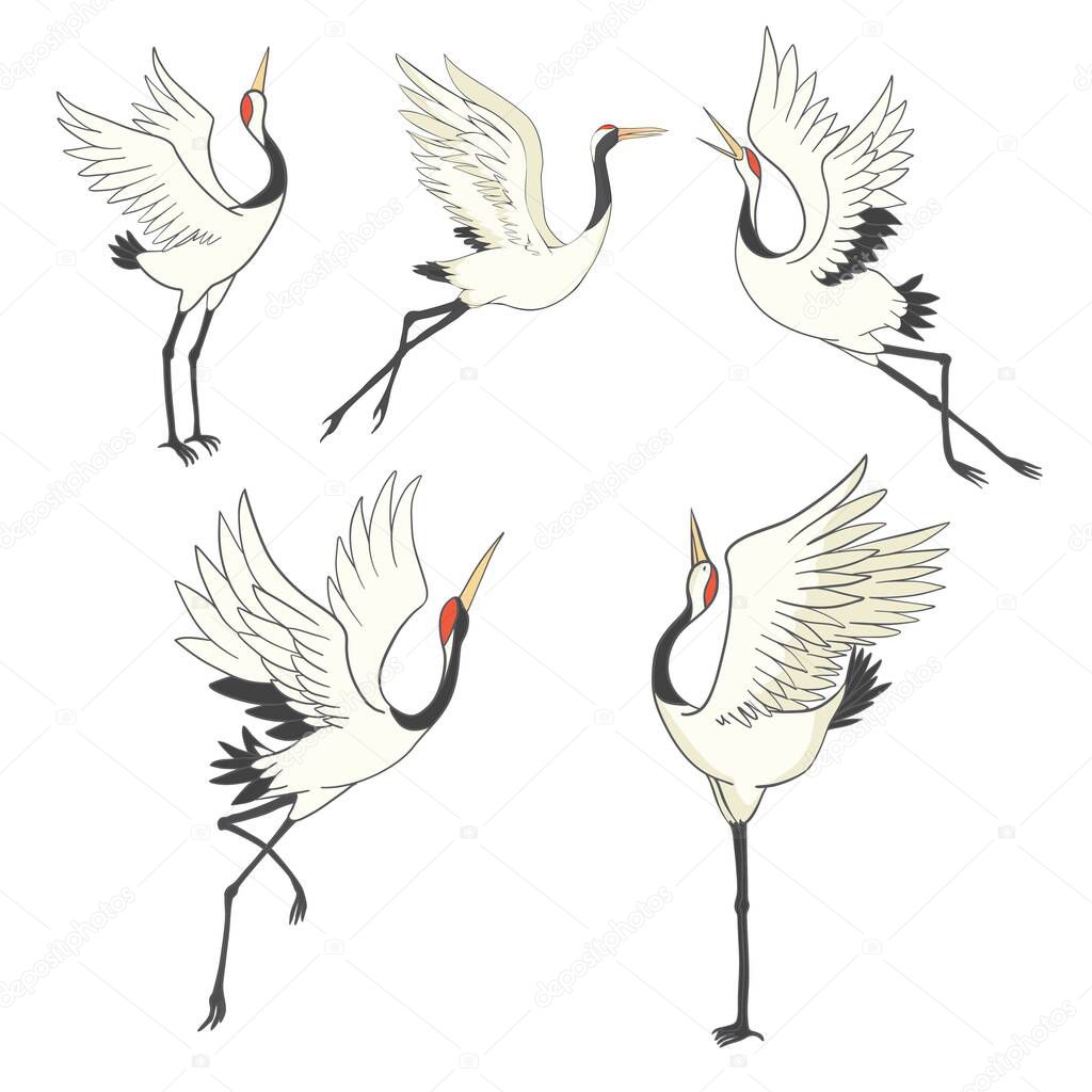 Crane bird set. illustration on white background