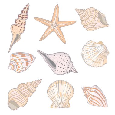 El çizimi vektör çizimleri - deniz kabuğu koleksiyonu. Denizci takımı.